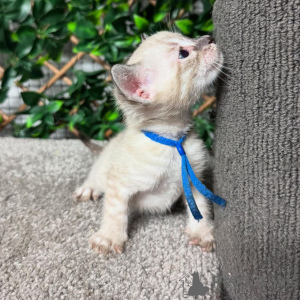 Photo №2 de l'annonce № 152717 de la vente bengal - acheter à Suisse annonce privée