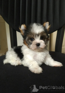 Photo №1. biewer yorkshire terrier - à vendre en ville de Balykesir | 581€ | Annonce №159181