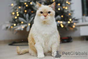 Photos supplémentaires: Tendre chaton blanc Donut en cadeau !
