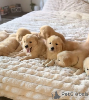 Photo №1. golden retriever - à vendre en ville de Gend | 700€ | Annonce №163112