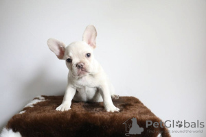 Photo №4. Je vais vendre bouledogue en ville de Aachen. annonce privée - prix - 250€