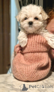 Photo №1. bichon maltais - à vendre en ville de Gend | négocié | Annonce №176156