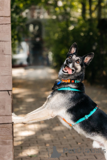 Photo №3. Monty attend son homme.. Fédération de Russie