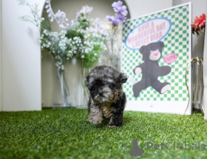 Photo №1. bichon maltais - à vendre en ville de Michigan City | négocié | Annonce №154329