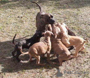 Photo №4. Je vais vendre american pit bull terrier en ville de Куровское. annonce privée - prix - négocié