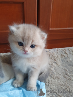 Photo №3. Julia Vladimirovna Fonareva. Fédération de Russie