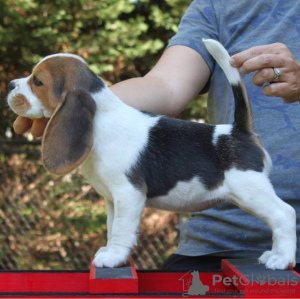 Photo №2 de l'annonce № 127373 de la vente beagle - acheter à Allemagne annonce privée