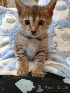 Photo №1. savannah - à vendre en ville de Berlin | 242€ | Annonce № 155491