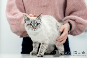 Photos supplémentaires: Le chat thaïlandais Latifa entre de bonnes mains