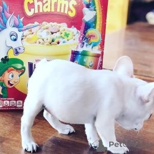 Photo №2 de l'annonce № 162861 de la vente bouledogue - acheter à Ukraine 