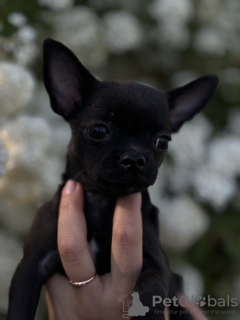 Photos supplémentaires: Sable pour Chihuahua