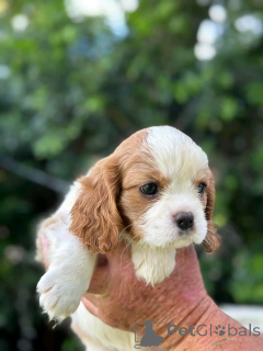 Photo №3. Cavalier King Charles Welpen Zur Adoption. Allemagne