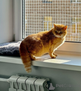 Photo №4. Je vais vendre  en ville de Москва.  - prix - Gratuit