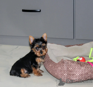 Photo №1. yorkshire terrier - à vendre en ville de Tokyo | négocié | Annonce №172123