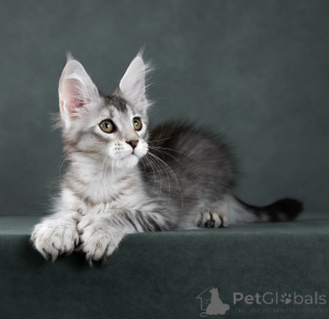 Photo №4. Je vais vendre maine coon en ville de Москва. annonce privée - prix - négocié