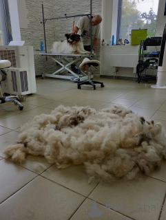 Photo №3. Papillon à grande taille, Taylor attend une famille. Fédération de Russie