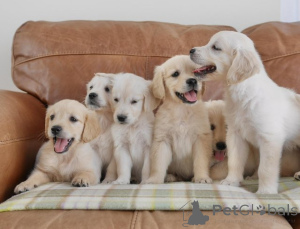 Photo №1. golden retriever - à vendre en ville de Kiev | Gratuit | Annonce №154290