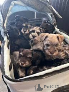 Photo №1. schnauzer miniature - à vendre en ville de Manchester | 700€ | Annonce №165707