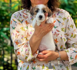Photo №2 de l'annonce № 140848 de la vente jack russell terrier - acheter à Fédération de Russie éleveur