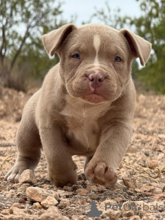 Photo №4. Je vais vendre american bully en ville de Alicante. annonce privée, de la fourrière - prix - négocié