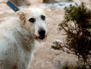 Photo №3. Un chien absolument incroyable Firefly cherche sa famille !. Fédération de Russie