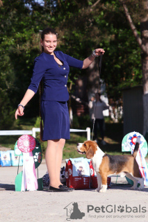 Photo №2. Service d'accouplement beagle. Prix - 323€