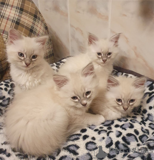 Photo №1. neva masquerade - à vendre en ville de Niedenstein | 350€ | Annonce № 150508