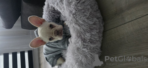 Photo №4. Je vais vendre bouledogue en ville de Herne. annonce privée - prix - 1100€