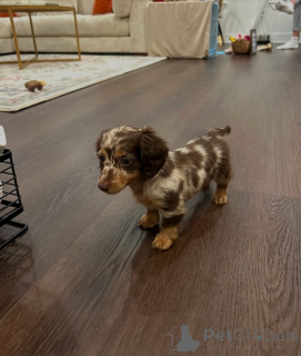 Photo №4. Je vais vendre teckel en ville de Bar. annonce privée, de l'abri - prix - 750€