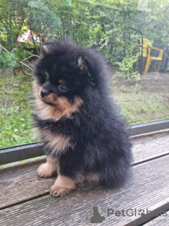 Photos supplémentaires: Сute chiot poméranien noir et feu