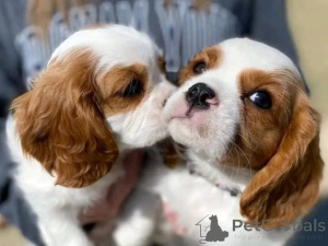 Photo №4. Je vais vendre cavalier king charles spaniel en ville de Münstermaafeld. annonce privée - prix - 580€