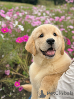 Photo №1. golden retriever - à vendre en ville de Main | négocié | Annonce №158049