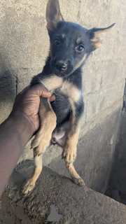 Photo №1. berger allemand - à vendre en ville de Chemnitz | négocié | Annonce №166113