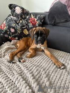 Photo №1. boxer - à vendre en ville de Rotterdam | 700€ | Annonce №165606