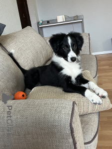 Photo №1. border collie - à vendre en ville de Berlin | 650€ | Annonce №40291