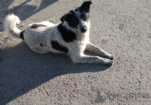 Photo №1. chien bâtard - à vendre en ville de Tioumen | Gratuit | Annonce №10647