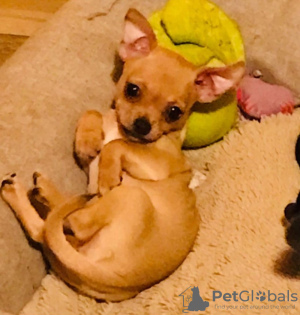 Photo №3. Reine Chihuahua-Babys. Allemagne