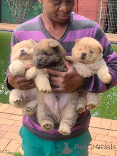 Photo №1. chow-chow - à vendre en ville de Gerersheim | négocié | Annonce №166375