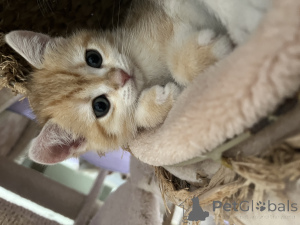 Photo №4. Je vais vendre british shorthair en ville de Динслакен. éleveur - prix - 900€