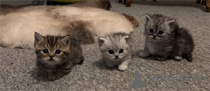 Photo №1. munchkin - à vendre en ville de Bamberg | 350€ | Annonce № 152933