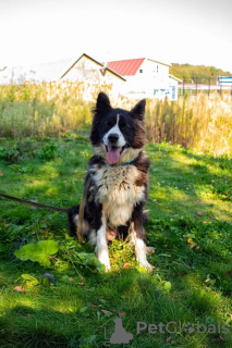 Photo №1. chien bâtard - à vendre en ville de Москва | Gratuit | Annonce №102289