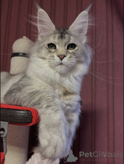 Photo №2 de l'annonce № 155329 de la vente maine coon - acheter à Italie annonce privée