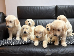 Photo №1. golden retriever - à vendre en ville de Isojoki | négocié | Annonce №169171