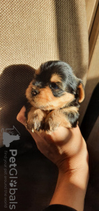 Photo №3. A vendre chiots yorkshire terrier.. Allemagne