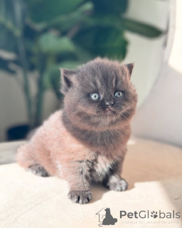 Photo №2 de l'annonce № 143486 de la vente british shorthair - acheter à Allemagne éleveur