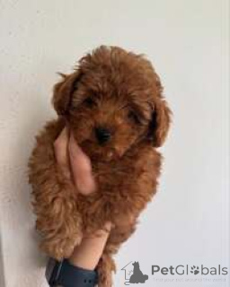 Photo №1. caniche (jouet) - à vendre en ville de Aarbergen | négocié | Annonce №168820