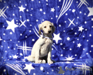 Photo №4. Je vais vendre  en ville de Belgrade.  - prix - négocié