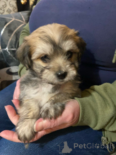 Photo №1. bichon havanais - à vendre en ville de Dendermond | 490€ | Annonce №172220