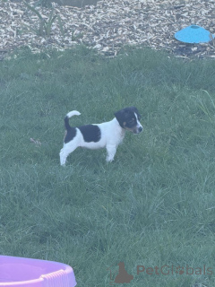 Photo №2 de l'annonce № 166831 de la vente jack russell terrier - acheter à La Grande-Bretagne annonce privée, éleveur