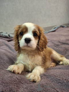 Photo №1. cocker américain, cocker spaniel anglais, springer anglais, welsh springer spaniel, épagneul d'eau irlandais, chien d'eau espagnol, mâtin espagnol, cavalier king charles spaniel, cavalier king charles spaniel, clumber spaniel, épagneul russe, épagneul tibétain - à vendre en ville de Vilnius | 1100€ | Annonce №175525